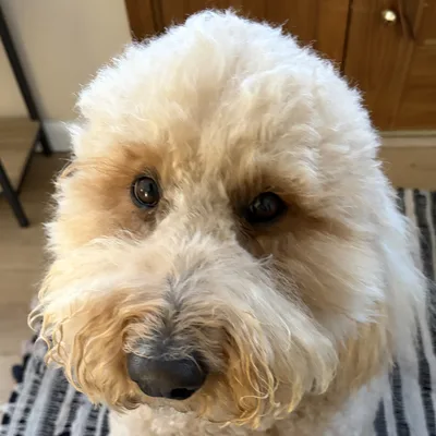 Winnie, our goldendoodle